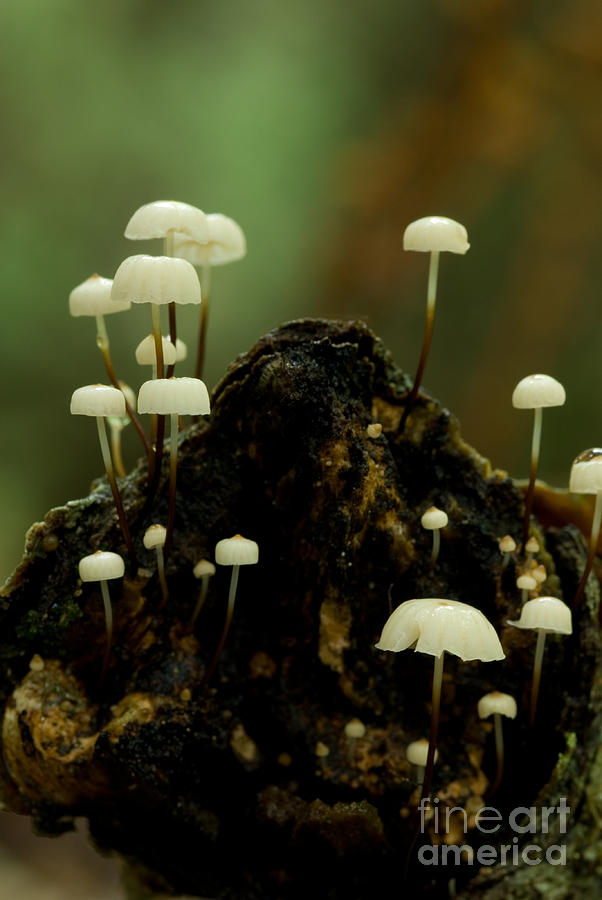 Pinwheel Mushrooms Photograph by Paul Whitten