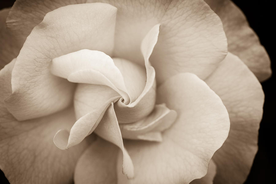 Pinwheel Rose Photograph by Cathy Donohoue