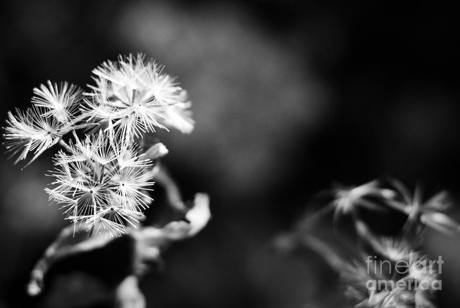 Black And White Photograph - Pinwheels by Barbara Shallue