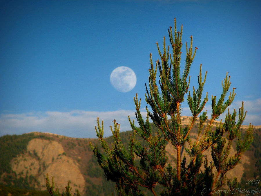 Pinyon Moon Photograph by Aaron Burrows