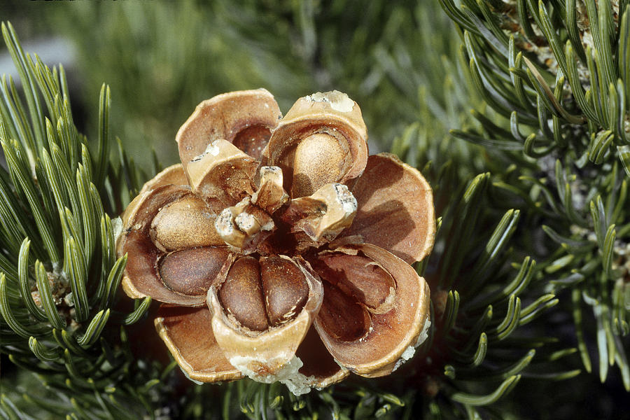 Pinyon Pine Cone Showing Pine Nuts Photograph by Thomas And Pat Leeson