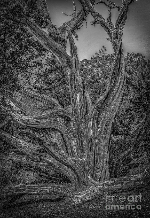 Pinyon Pine Photograph by David Waldrop