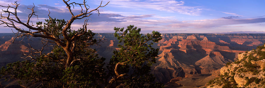 Grand Canyon National Park Photograph - Pinyon Pine On Rim Trail, South Rim by Panoramic Images