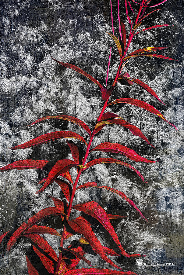 Pioneering plant species Photograph by Fred Denner