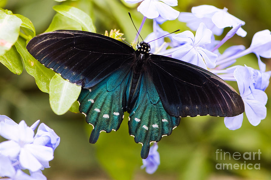 Pipe vine swallowtail butterfly Photograph by Oscar Gutierrez