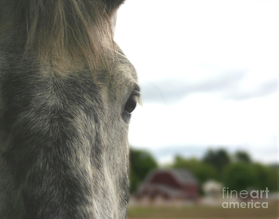 Pipers  Horse Thoughts Photograph by Smilin Eyes Treasures