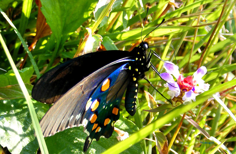 Pipevine Butterfly in the Grass Photograph by Duane McCullough