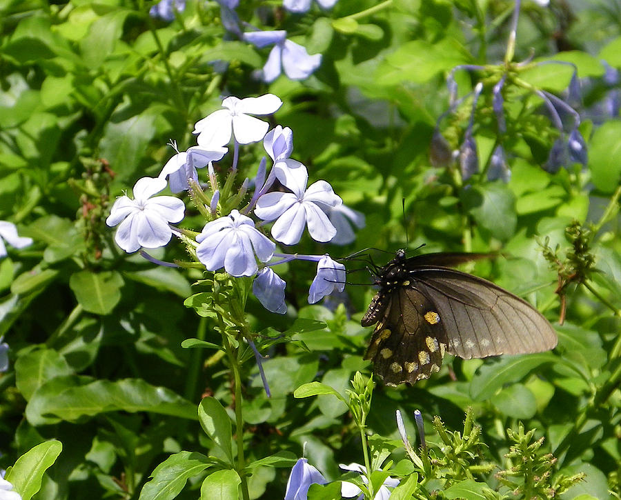 Pipevine Butterfly on Plumbago Photograph by Judy Wanamaker