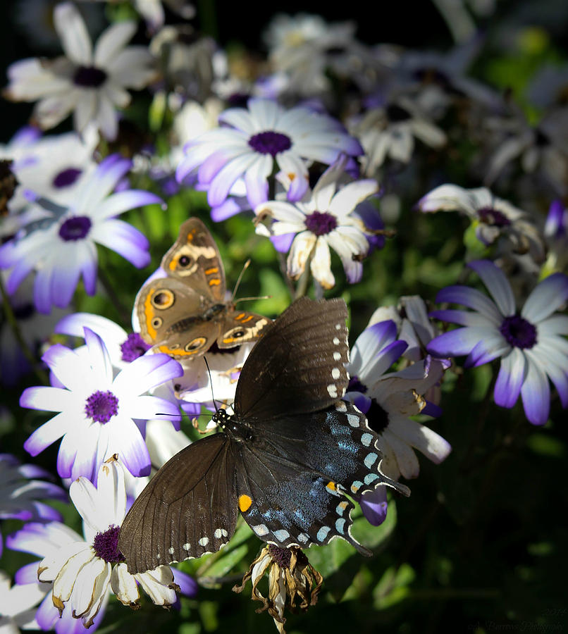 Pipevine Swallowtail and a Buckeye Butterfly Photograph by Aaron Burrows