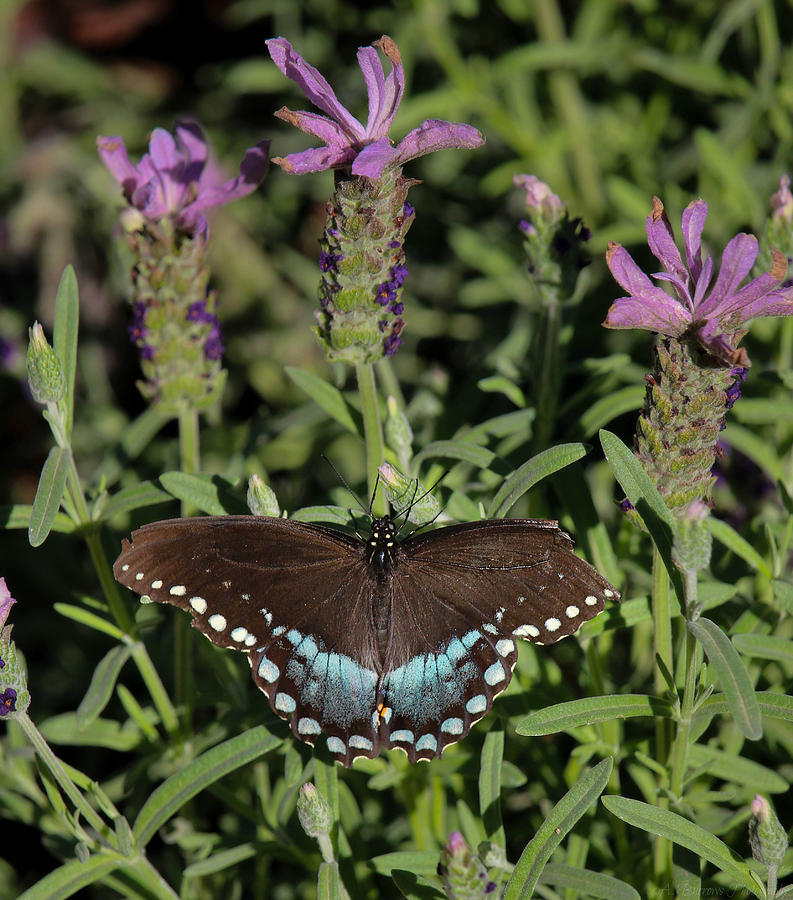 Pipevine Swallowtail and Desert Flowers Photograph by Aaron Burrows