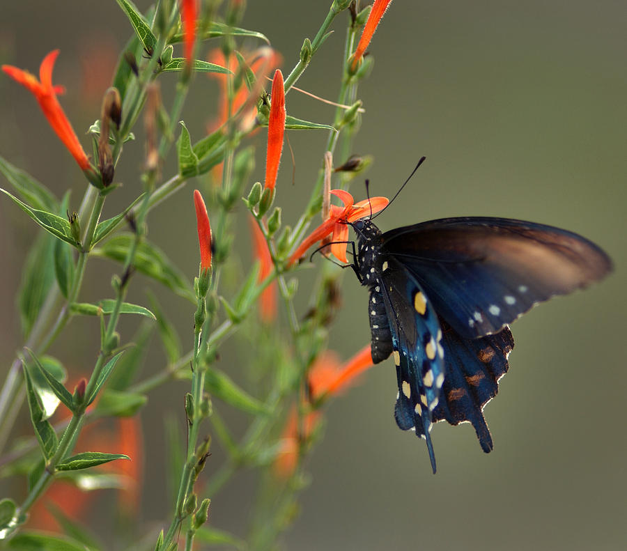 Pipevine Swallowtail Butterfly Photograph by Mark Langford