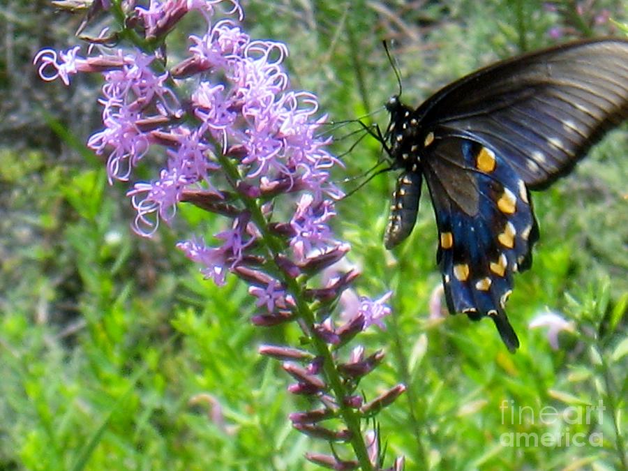 Pipevine Swallowtail Butterfly Photograph by Maureen Cavanaugh Berry
