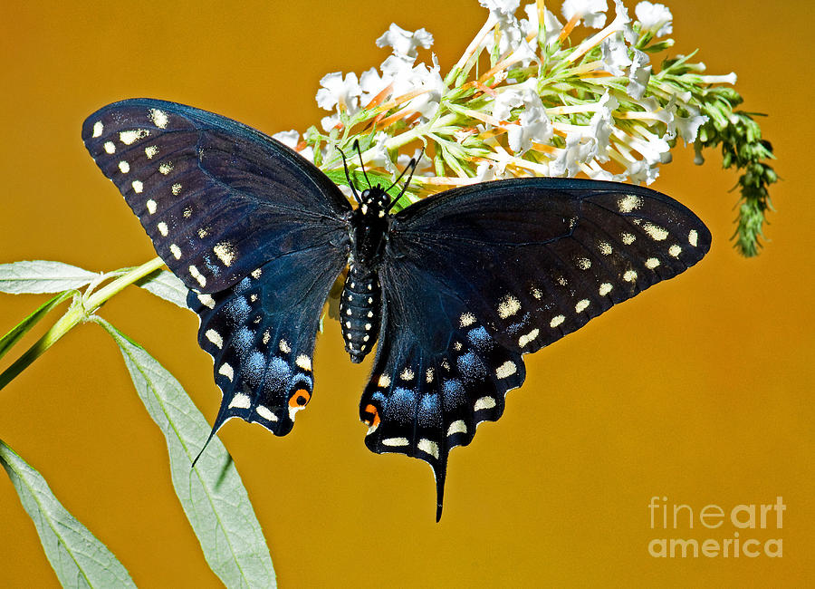 Pipevine Swallowtail Butterfly Photograph by Millard H. Sharp