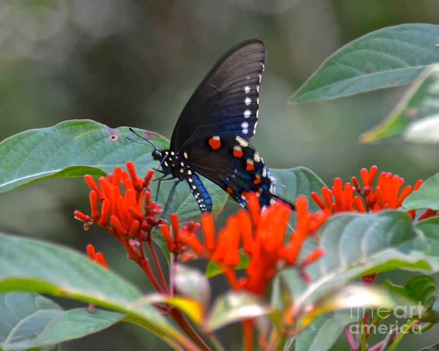 Pipevine Swallowtail Photograph by Carol  Bradley