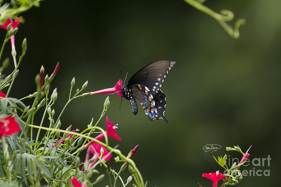 Pipevine Swallowtail Photograph