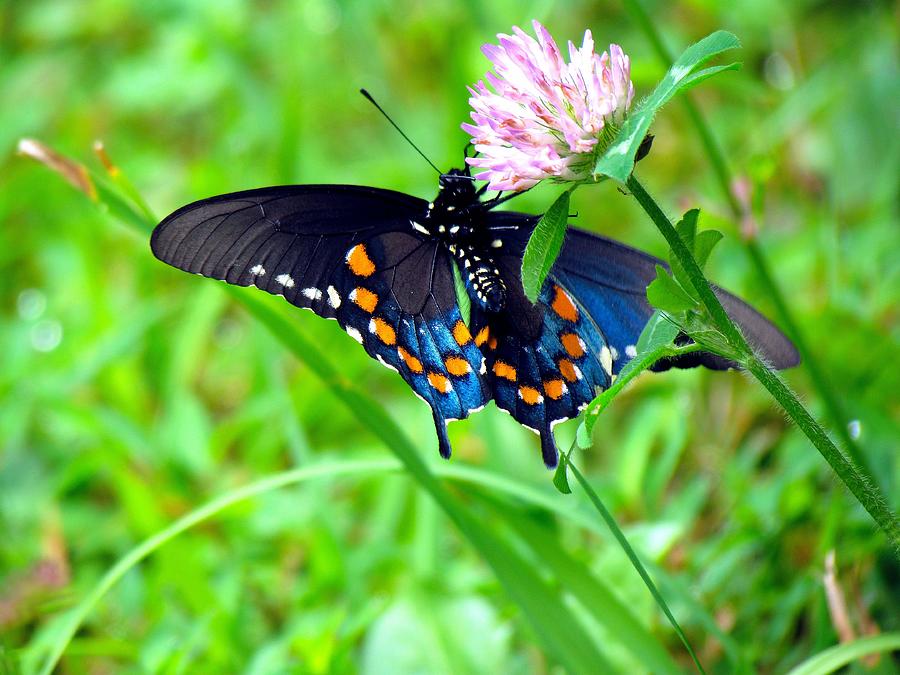 Pipevine Swallowtail Hanging On Photograph by Carol Montoya