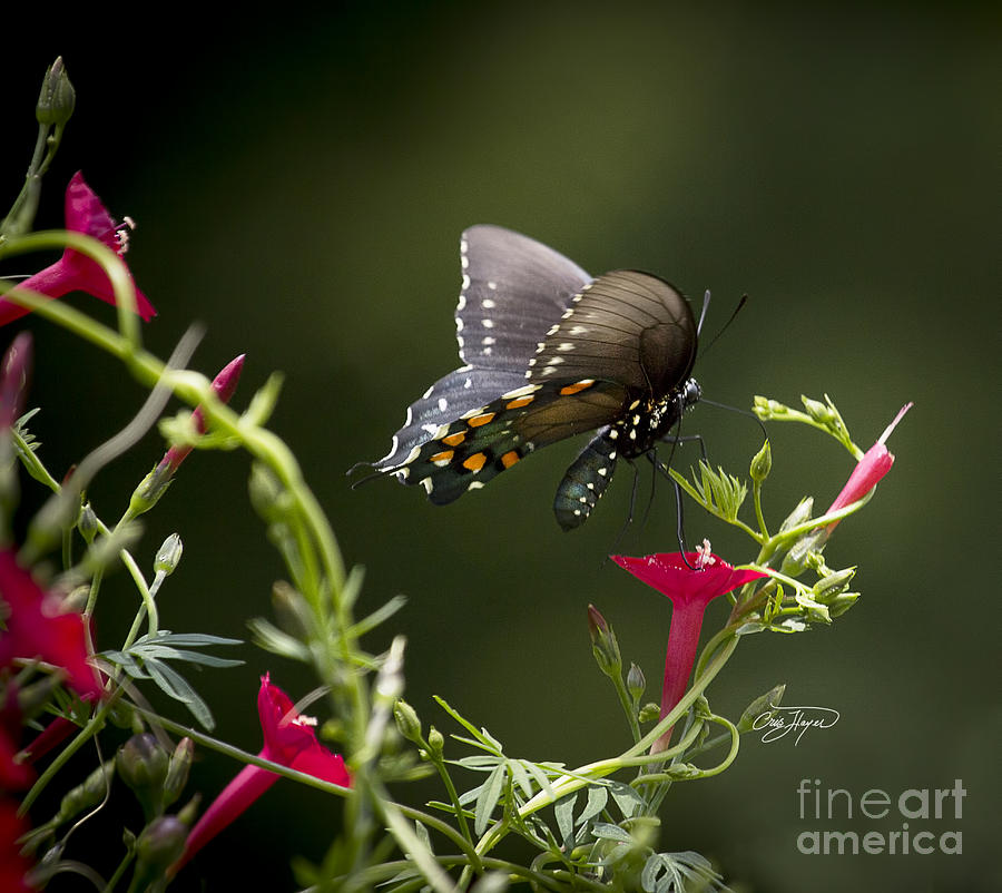 Nature Photograph - Pipevine Swallowtail  II by Cris Hayes