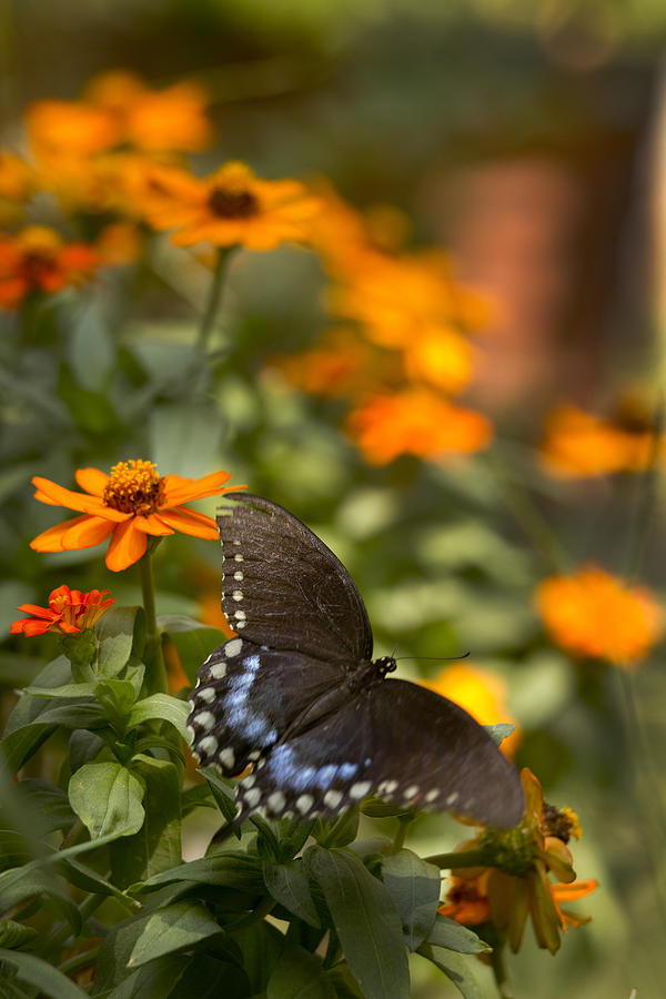Pipevine Swallowtail in Vinnia Photograph by Robert Camp