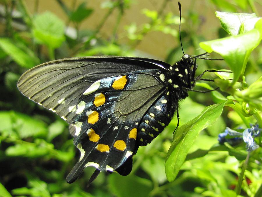 Pipevine Swallowtail Photograph by Jennifer Wheatley Wolf