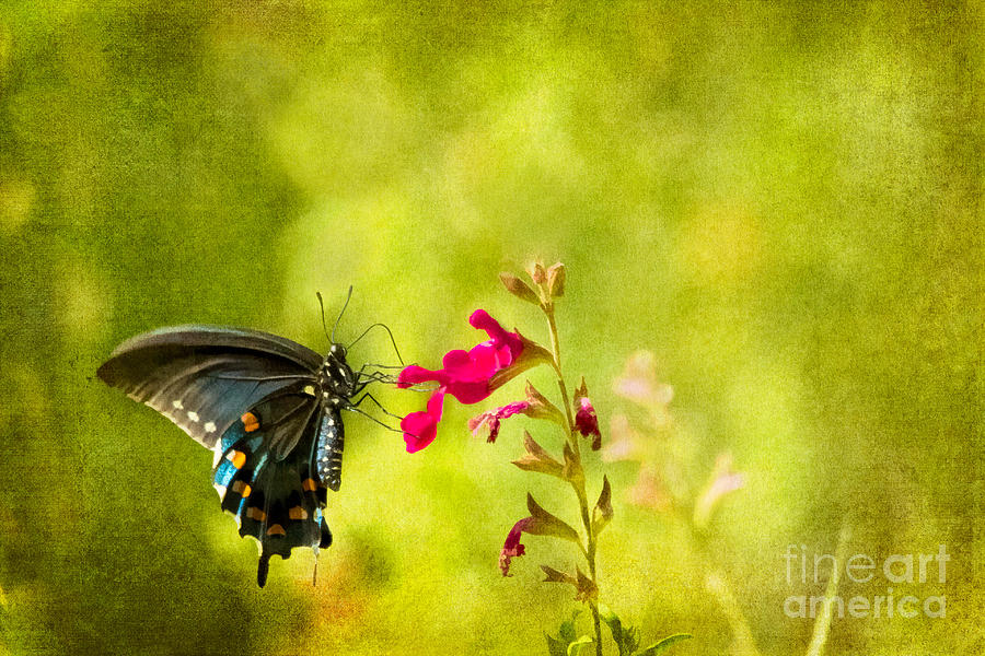 Pipevine Swallowtail Photograph by Marianne Jensen