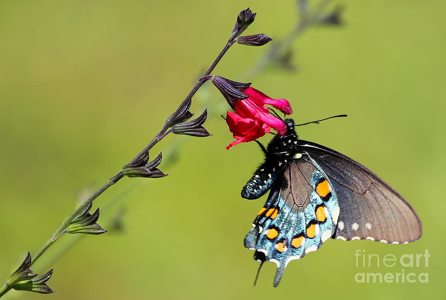 Pipevine Swallowtail Photograph by Marty Fancy