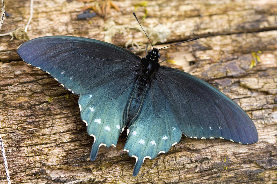 Pipevine Swallowtail Photograph by Melinda Fawver