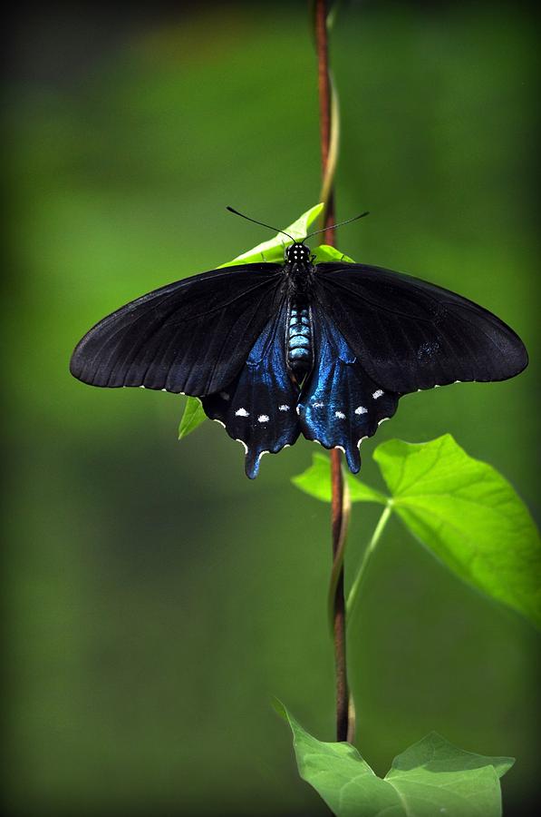 Pipevine Swallowtail Photograph by Mike Quinn - Fine Art America