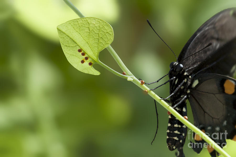 Wildlife Photograph - Pipevine Swallowtail Mother with Eggs by Meg Rousher