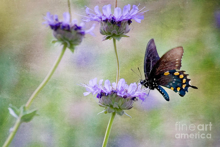 Pipevine Swallowtail on Chaparrel Sage Photograph by Marianne Jensen