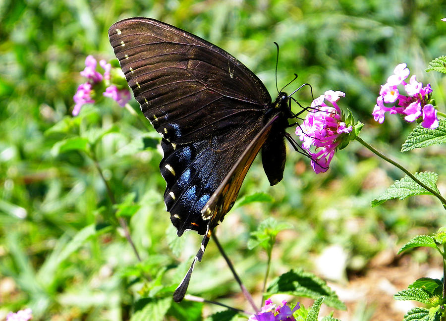 Pipevine Swallowtail on Lantana Photograph by Judy Wanamaker