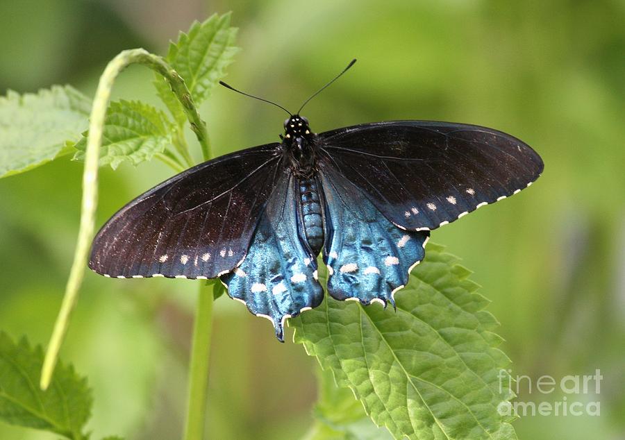 Pipevine Swallowtail on Plant Photograph by Carol Groenen