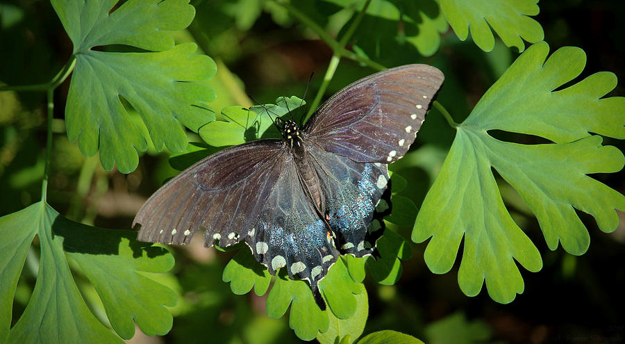 Pipevine Swallowtail on the Leaves Photograph by Aaron Burrows