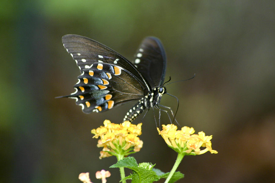 Pipevine Swallowtail Photograph by Robert Camp