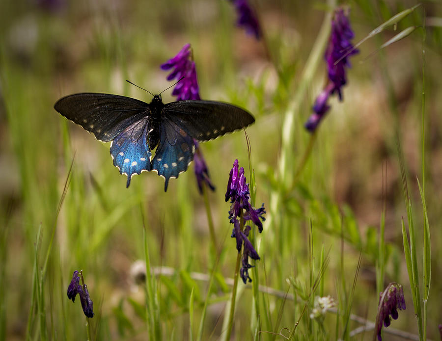 Pipevine Swallowtail Photograph by Robert Woodward