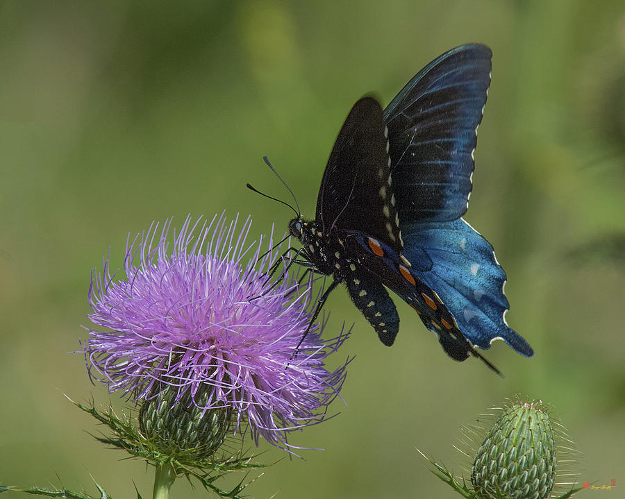 Pipevine Swallowtail Visiting Field Thistle DIN158 Photograph by Gerry Gantt