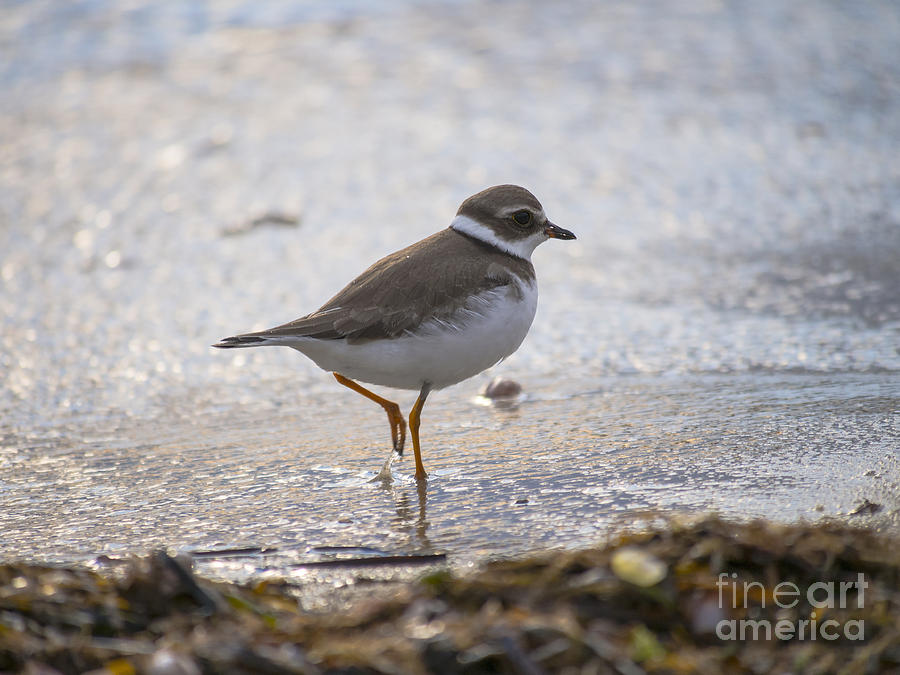 Piping Plover 091613-01 Photograph by Gene Marchand Piping Plover 091613-01 Photograph by Gene Marchand