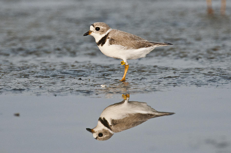 Piping Plover Photograph by Anthony Mercieca