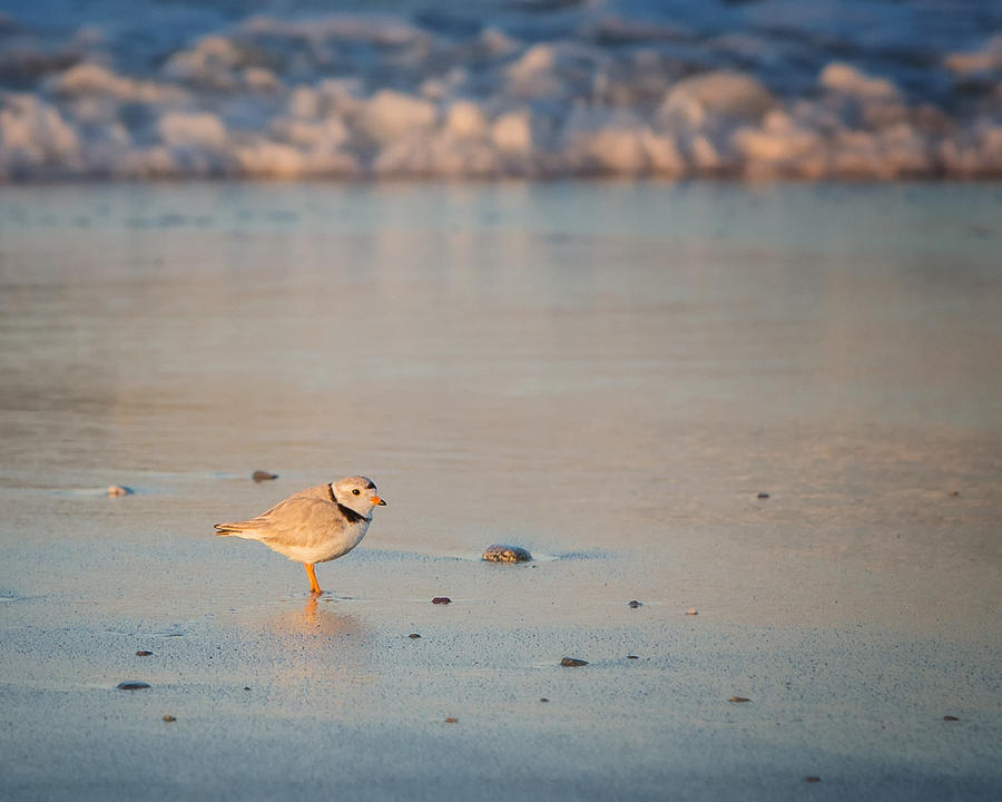 Piping Plover at Sunset Photograph by Bill Wakeley