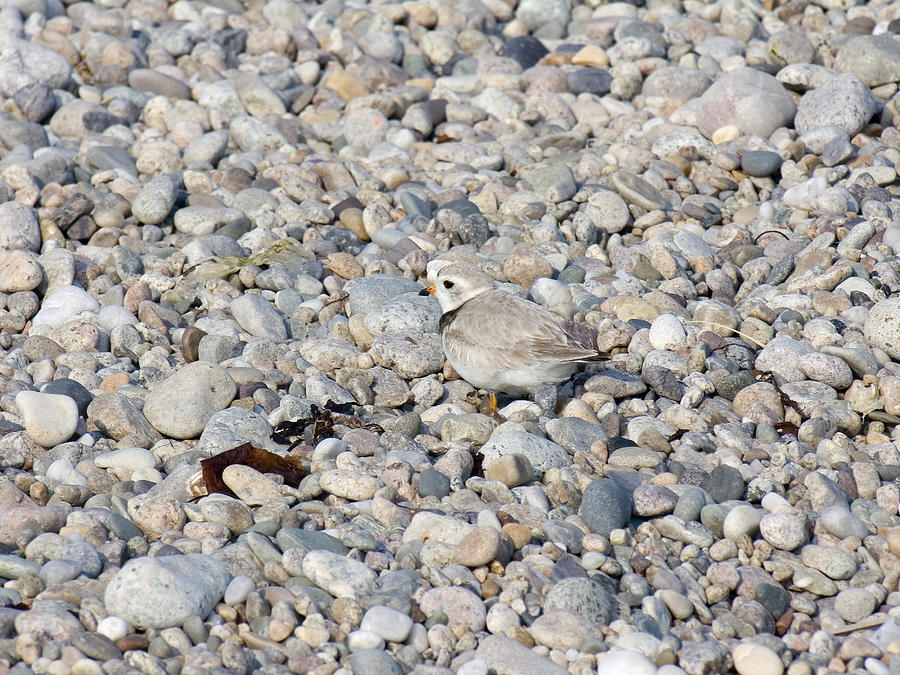 Piping Plover Photograph by Eunice Harris