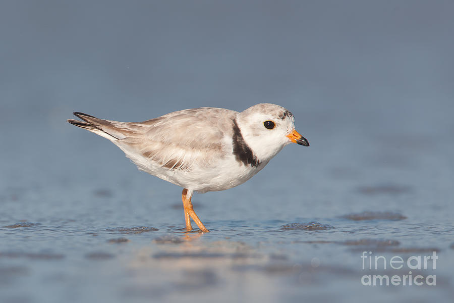 Piping Plover I Photograph by Clarence Holmes