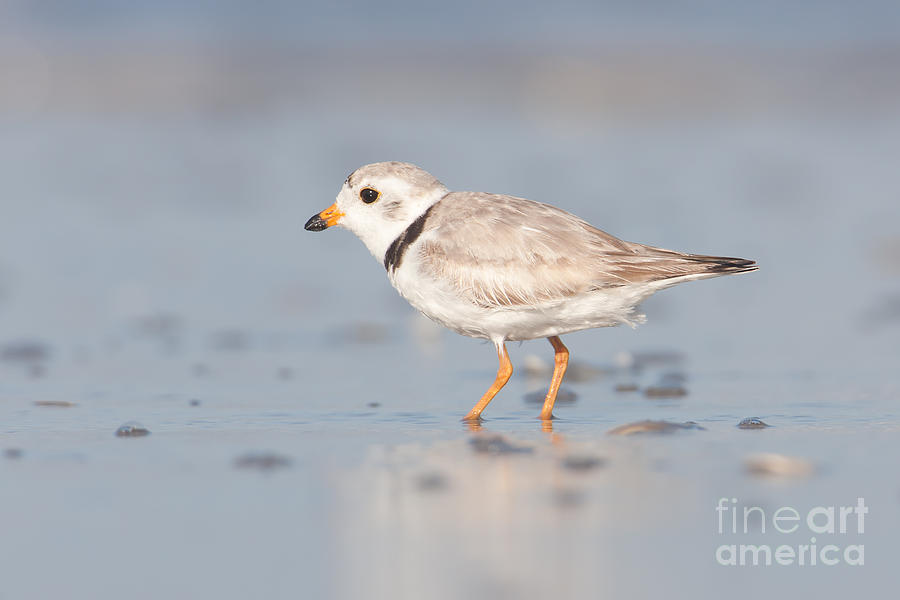 Piping Plover II Photograph by Clarence Holmes