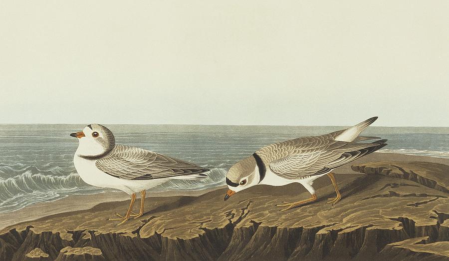 Piping Plover Photograph by Natural History Museum, London/science Photo Library