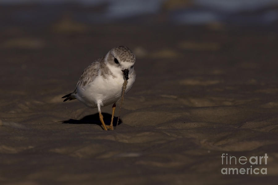 Piping Plover Photo Photograph by Meg Rousher