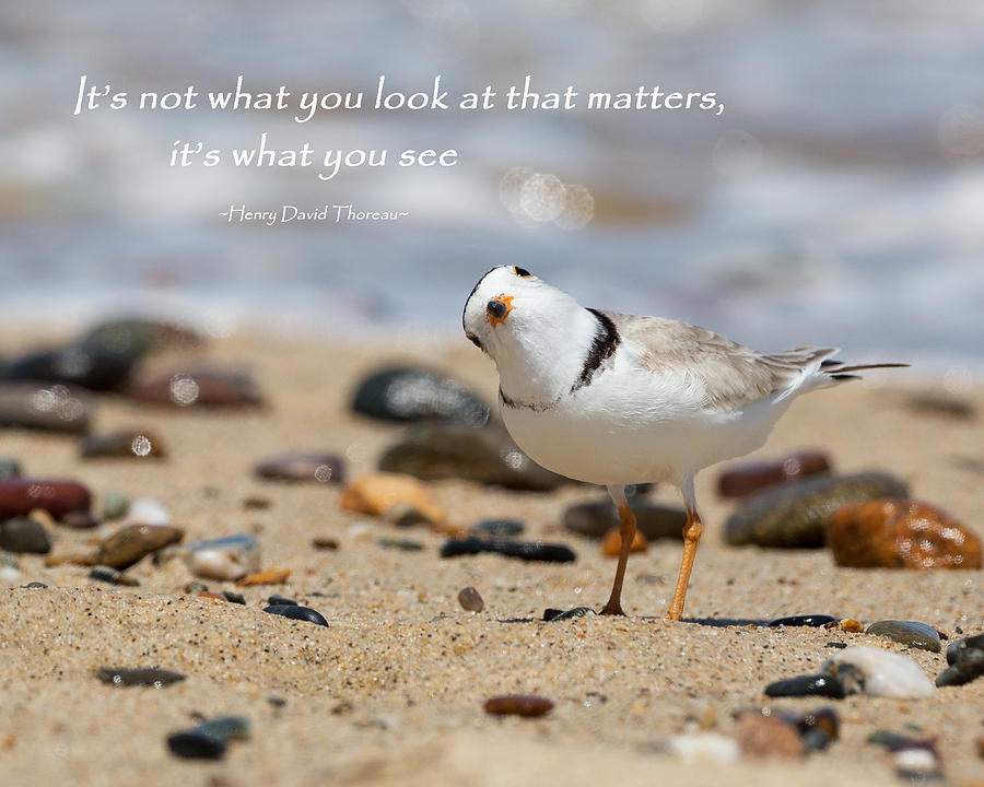 Henry David Thoreau Photograph - Piping Plover Quote by Bill Wakeley