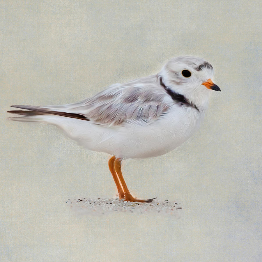 Piping Plover Square Photograph by Bill Wakeley