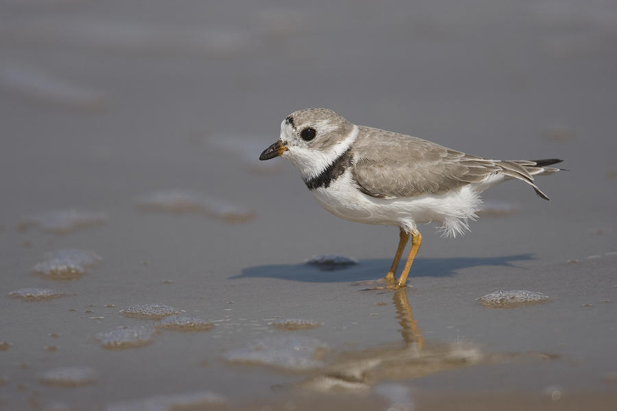 Piping Plover Wading Texas Photograph by Tom Vezo
