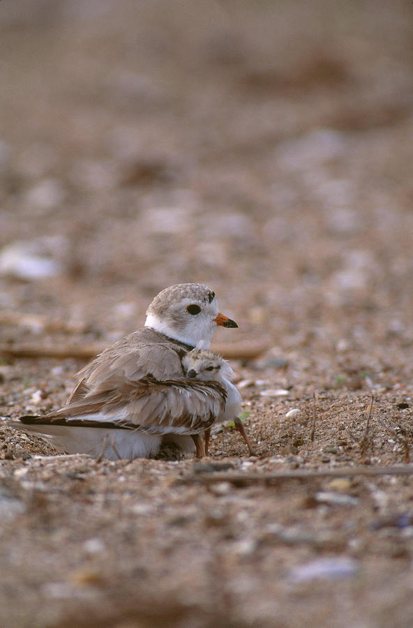 Piping Plover With Chick Photograph by Paul J. Fusco