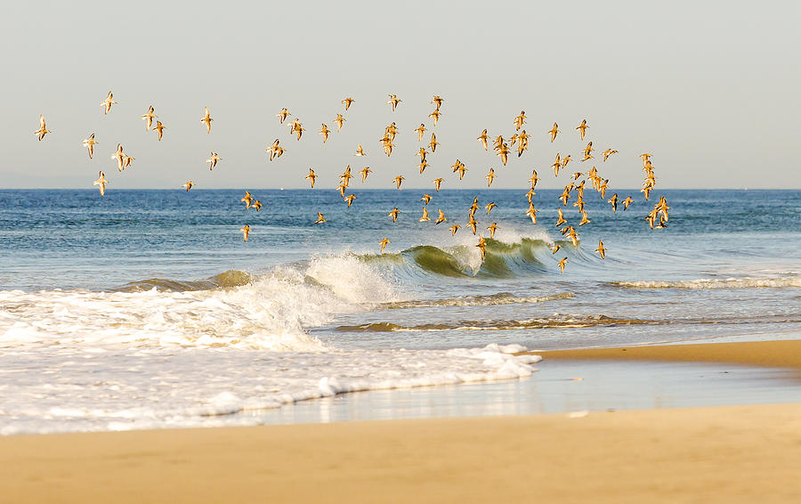 Piping Plovers and Wave Breaking Photograph by Maureen E Ritter