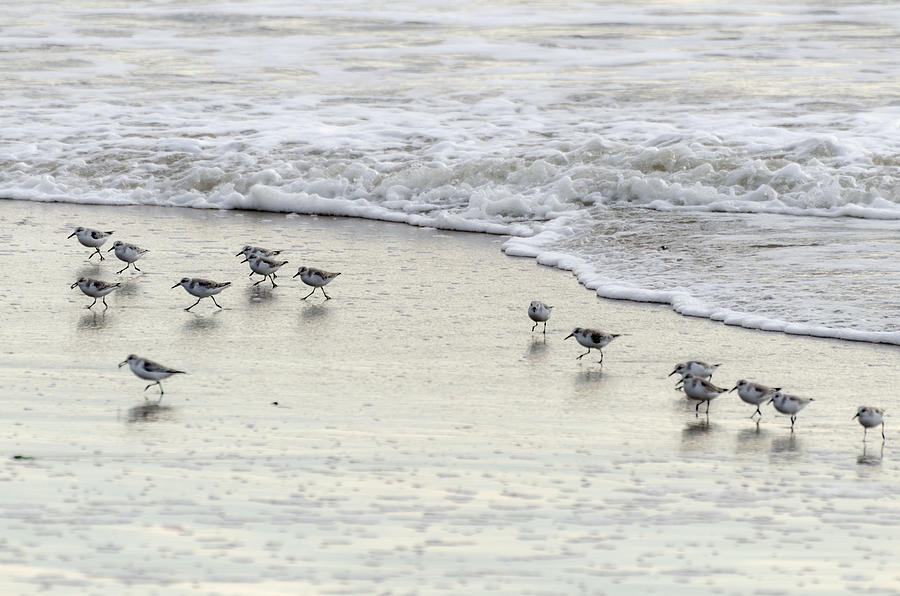 Piping Plovers at Waters Edge Photograph by Maureen E Ritter