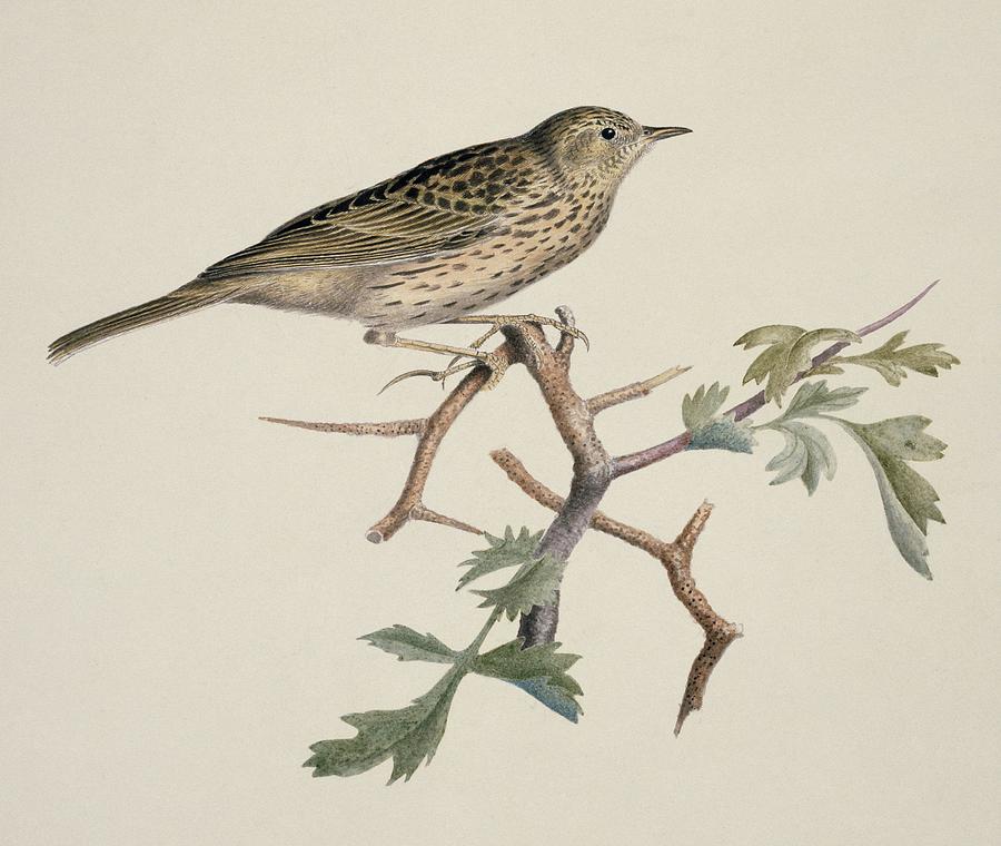 Pipit, 19th century Photograph by Science Photo Library